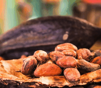 Introduction to the Manufacture and Science of Chocolate. UCC. 19th November 2025